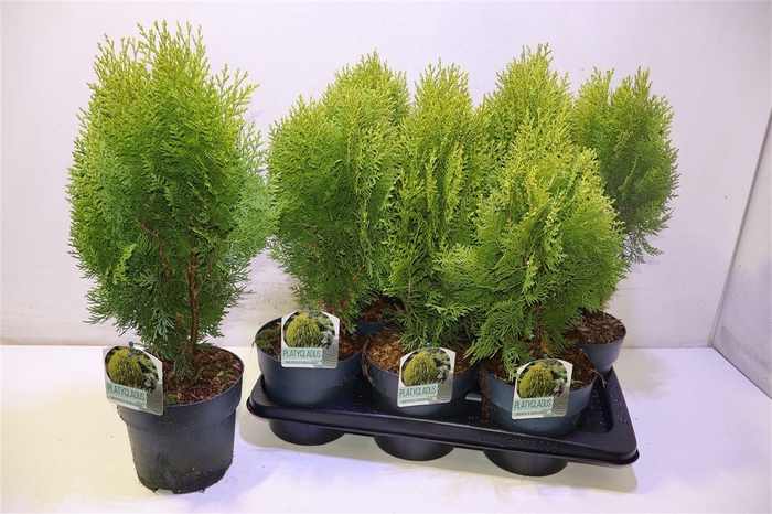<h4>Plat Or Aurea Nana</h4>