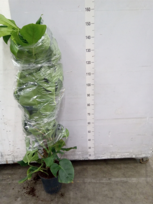 <h4>Monstera pertusum</h4>