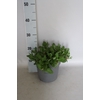 vaste planten 19 cm Persicaria amplexicaulis taurus