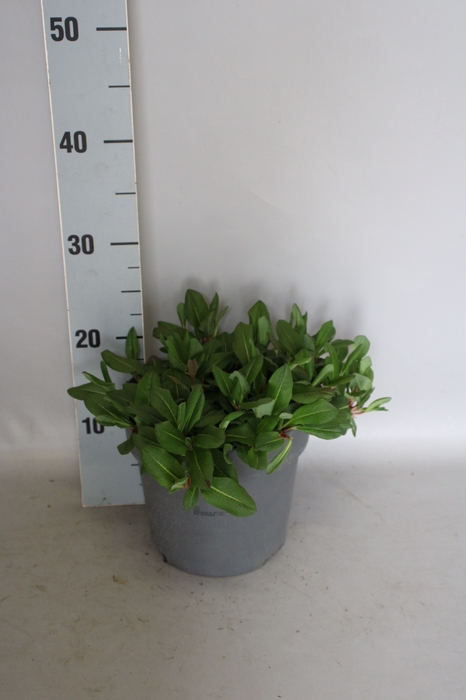 vaste planten 19 cm Persicaria amplexicaulis taurus