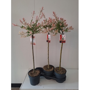 SALIX IN FLAMINGO