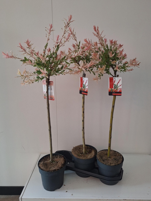 <h4>SALIX IN FLAMINGO</h4>