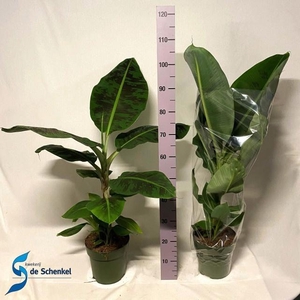 MUSA DWARF CAVENDISH