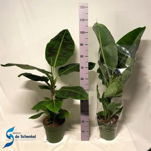 <h4>MUSA DWARF CAVENDISH</h4>