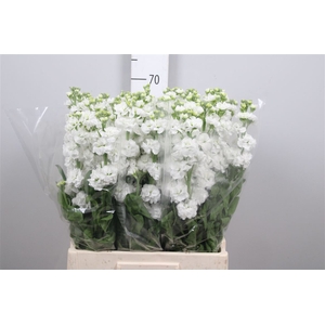 Matth Stox White