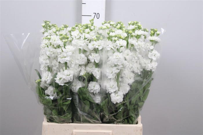<h4>Matth Stox White</h4>