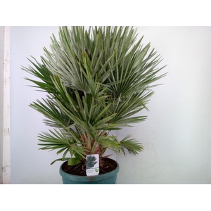 Chamaerops humilis var. argentea