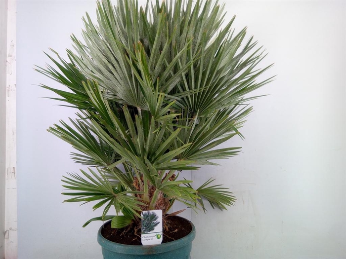 <h4>Chamaerops humilis var. argentea</h4>
