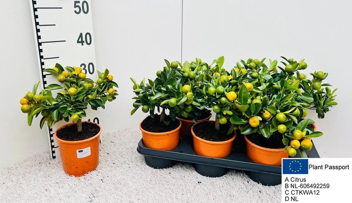 <h4>CITR MICROCARPA</h4>