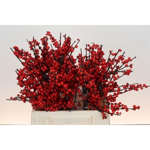 Ilex Rood