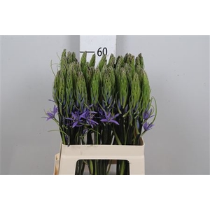 Camass Lei Caerulea