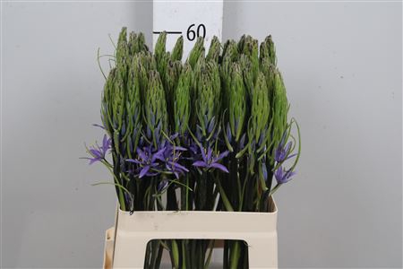 <h4>Camass Lei Caerulea</h4>