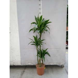 Dracaena fr de 'Art'
