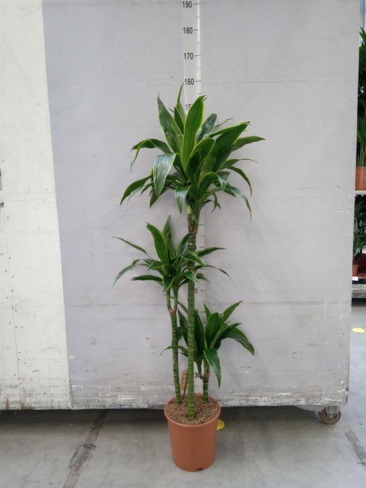 <h4>Dracaena fr de 'Art'</h4>