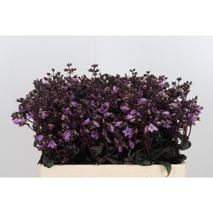 Penstemon Overig