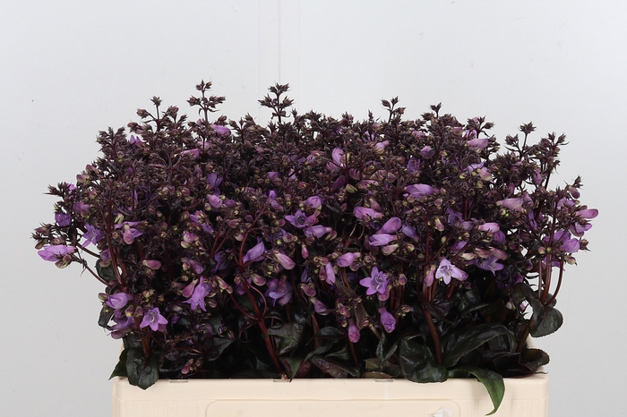 <h4>Penstemon Overig</h4>