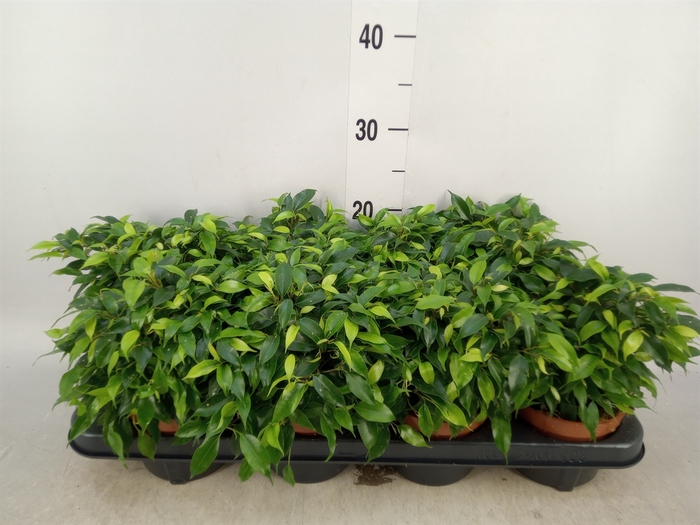 <h4>Ficus benja. 'Green Kinky'</h4>