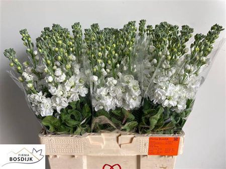 <h4>Matth Aida White</h4>