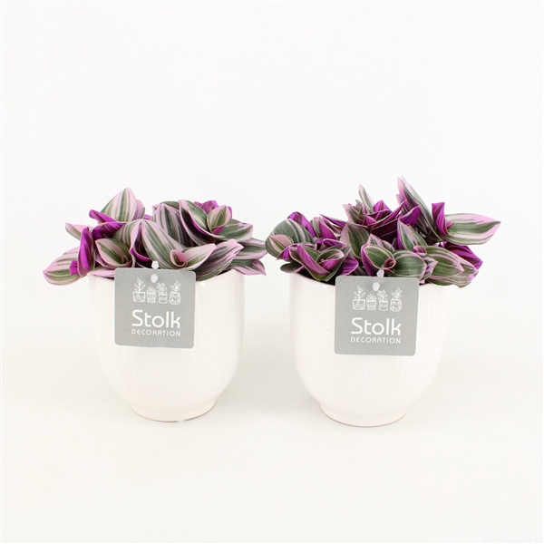 <h4>Tradescantia Nanouk in Liv Keramiek</h4>