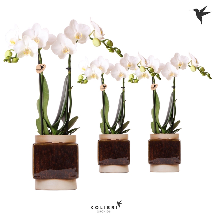 <h4>Kolibri Orchids Phalaenopsis white 2 spike in Classy Cube pot</h4>