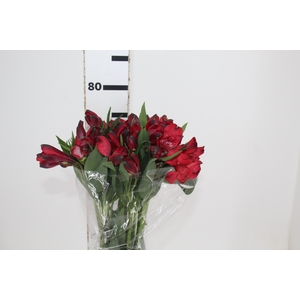 ALSTROEMERIA MERLOT 080 CM VERMELHO