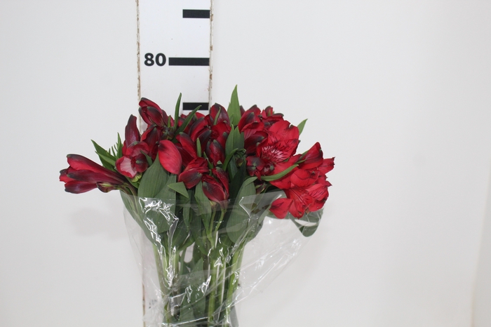<h4>ALSTROEMERIA MERLOT 080 CM VERMELHO</h4>
