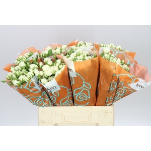 Rosa Tr Viviane