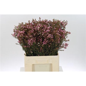 Chamelauc Sarahs Delight