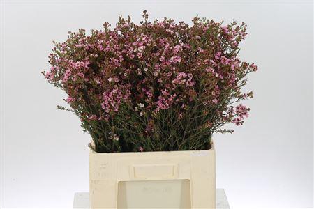 <h4>Chamelauc Sarahs Delight</h4>