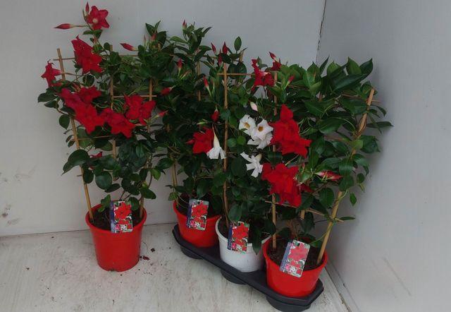 <h4>MANDE SUN MIXK</h4>