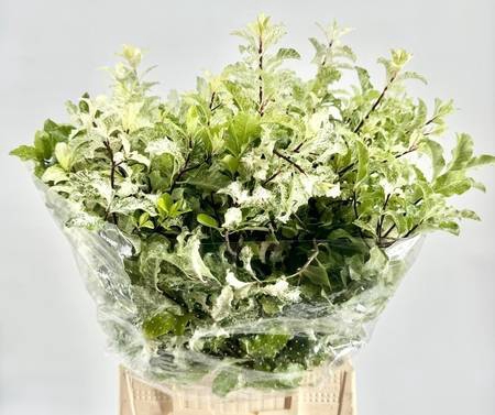 <h4>Pittosporum Nevato Extra</h4>