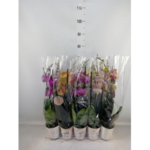 Phalaenopsis   ...mix