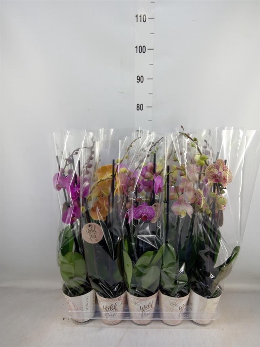 <h4>Phalaenopsis   ...mix</h4>