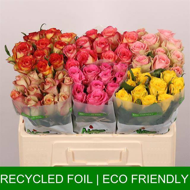 <h4>Rosa large mix in bucket</h4>