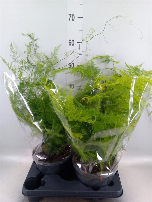 <h4>Asparagus setaceus</h4>