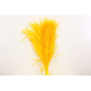 Pres Phoenix 10pc Yellow Bunch