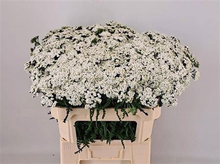 <h4>Achil M White Beauty</h4>