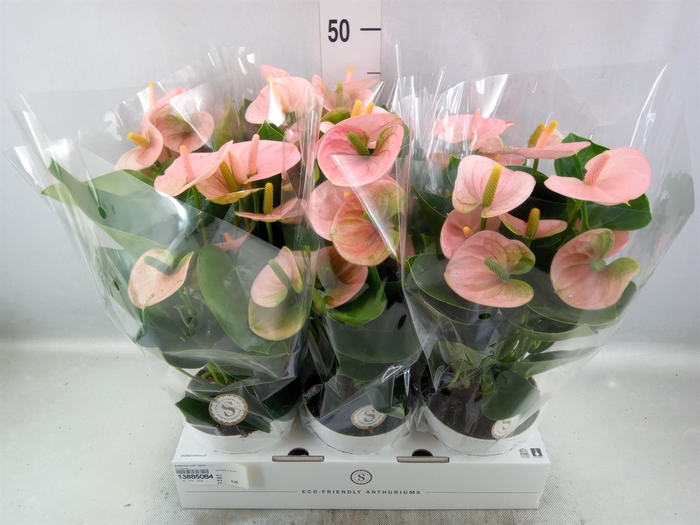 <h4>Anthurium andr. 'Spirit'</h4>