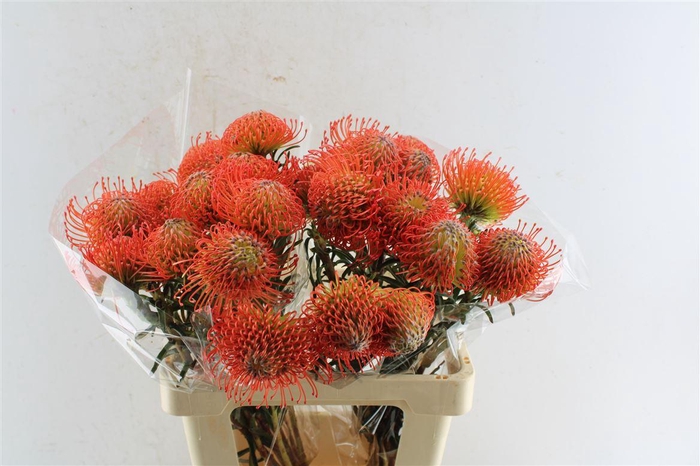 <h4>Leuco Co Succession</h4>