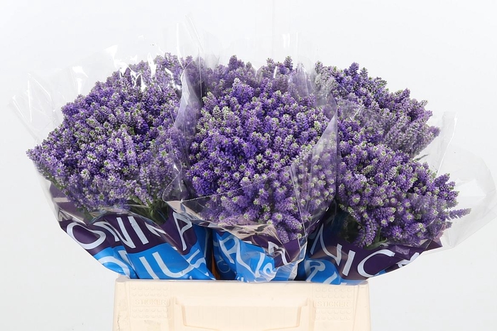 <h4>Veron Smart Fountain Spray</h4>