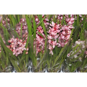 CYMBIDIUM P18 ROSA MIN 4 HT