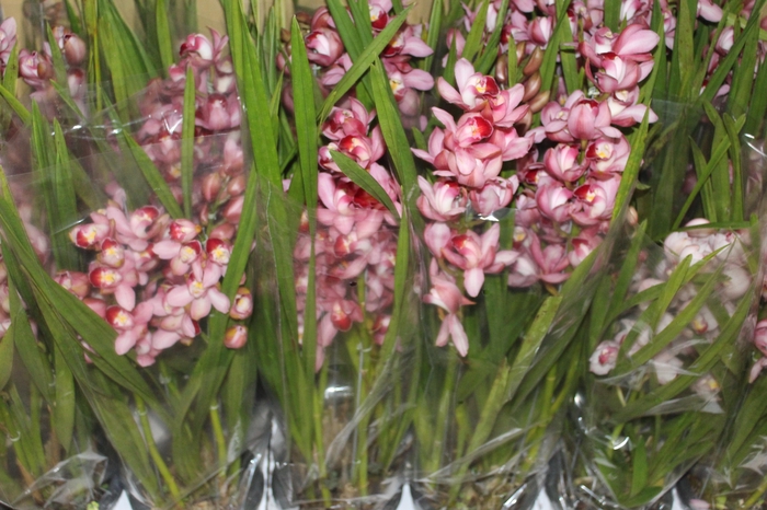 <h4>CYMBIDIUM P18 ROSA MIN 4 HT</h4>