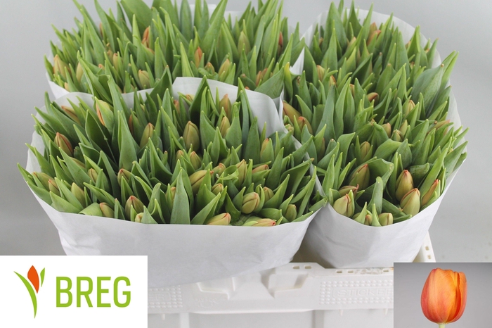 <h4>TU EN DELTA STORM</h4>