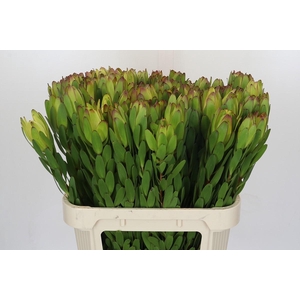 Leucadendron Goldstrike