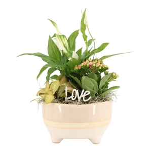 21562: Lovess arrangement