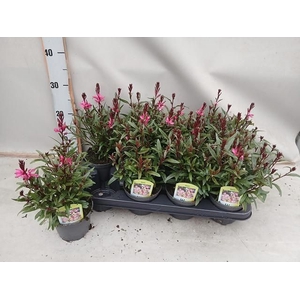 GAURA DARK PINK P12