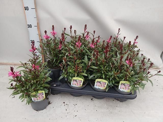 <h4>GAURA DARK PINK P12</h4>
