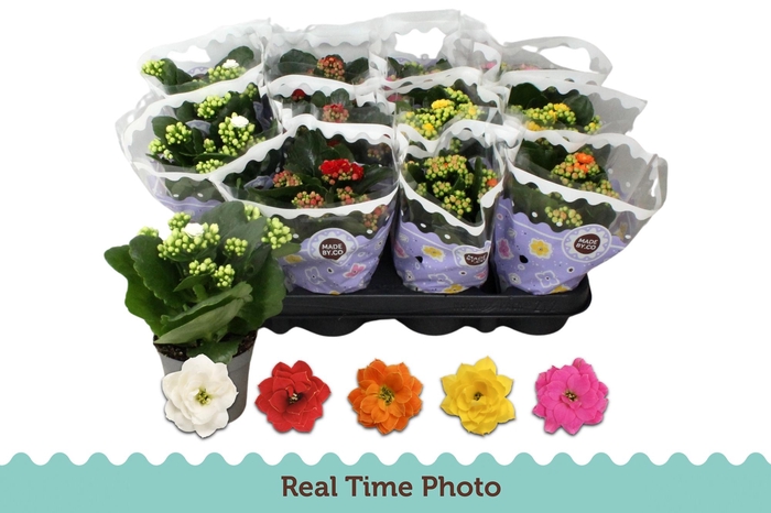 <h4>KAL GE GEM 5 KL</h4>