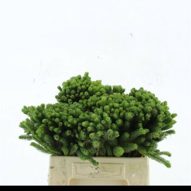<h4>BRUN ALBIFLORA</h4>