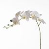 AF Phalaenopsis x9 106cm White
